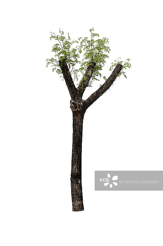 从树干长出的新叶图片素材