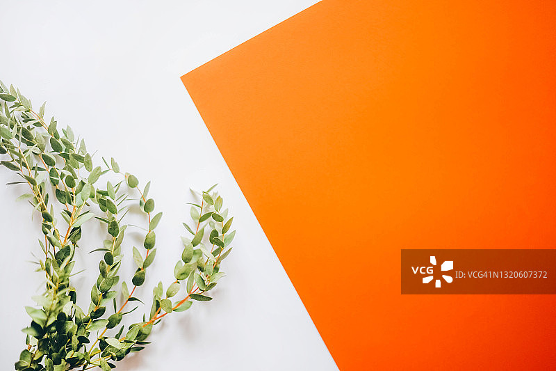 橙色背景上的桉树枝图片素材