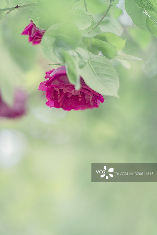 玫瑰拱廊上悬挂的盛开红玫瑰图片素材