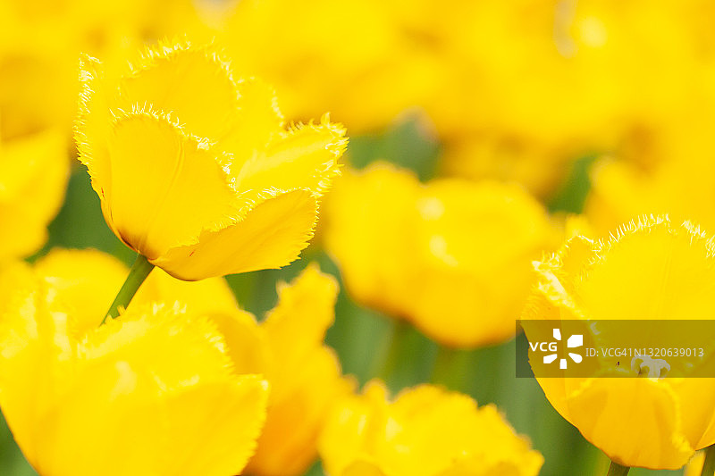 公园里盛开的明亮黄色郁金香图片素材