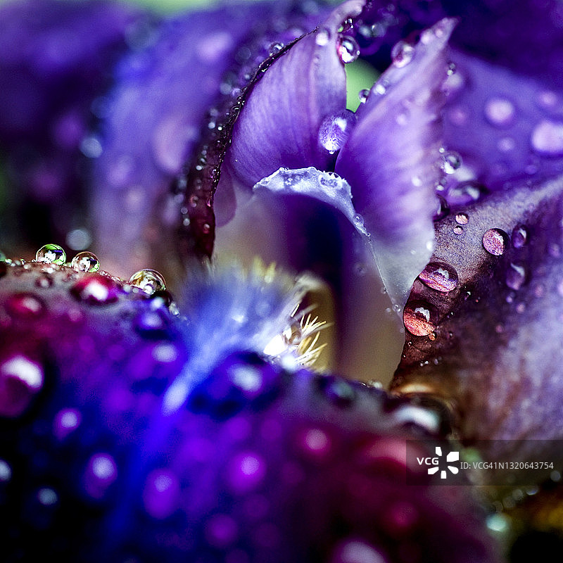 鸢尾花图片素材