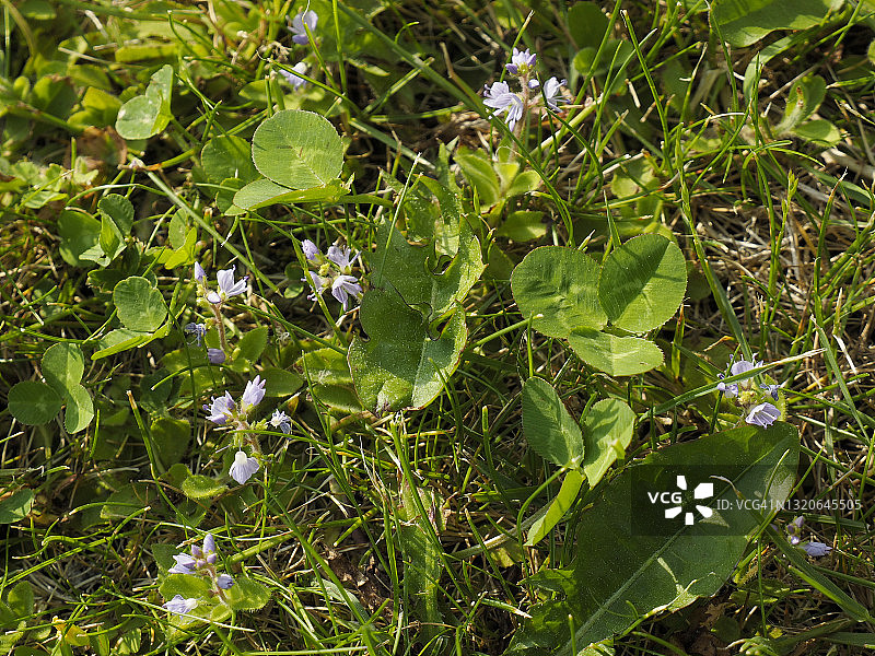普通婆婆纳或欧石龙（Veronica officinalis L.）图片素材