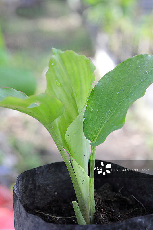 黑姜黄植物图片素材