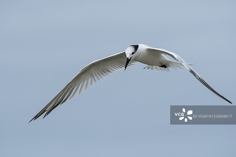 飞行中的三明治燕鸥（冬季羽毛），墨西哥湾图片素材