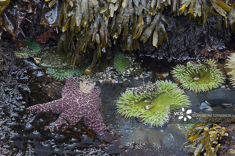 太平洋西北部潮汐池：常见海星、巨型绿色海葵和岩藻，奥林匹克国家公园图片素材