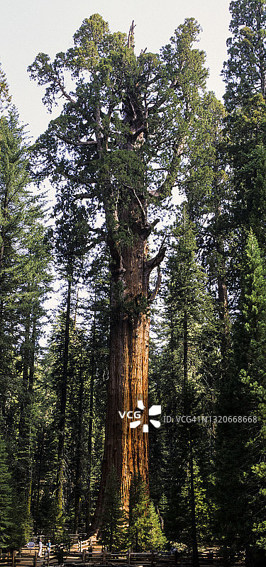 谢尔曼将军树，美国红杉国家公园图片素材