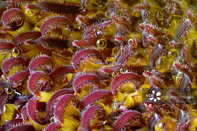 向日葵微距摄影图片素材