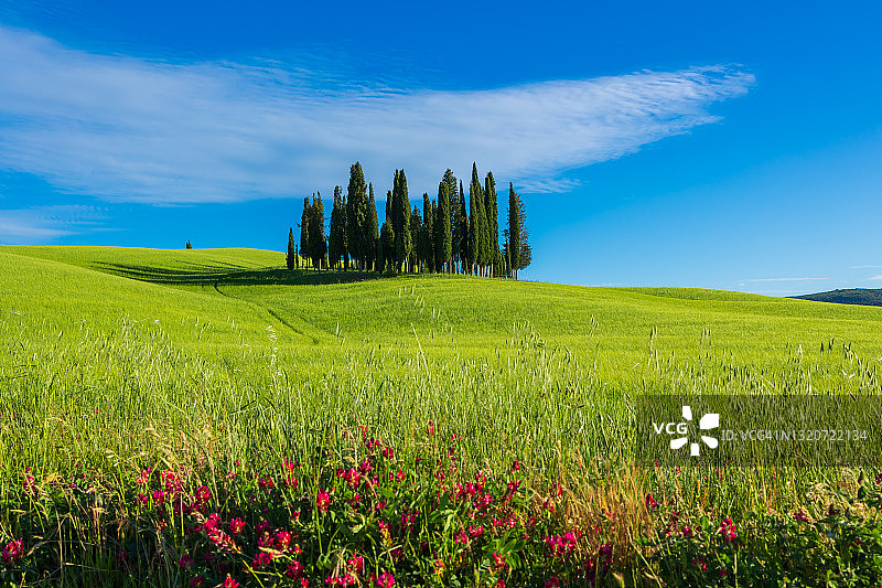 托斯卡纳瓦尔德奥尔恰的柏树田图片素材