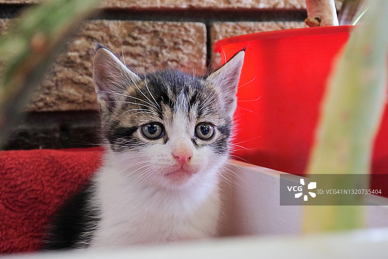 幼猫好奇地向外看图片素材