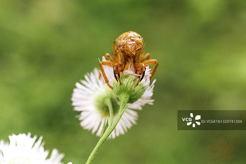 蝉、X代蝉、蝉壳图片素材