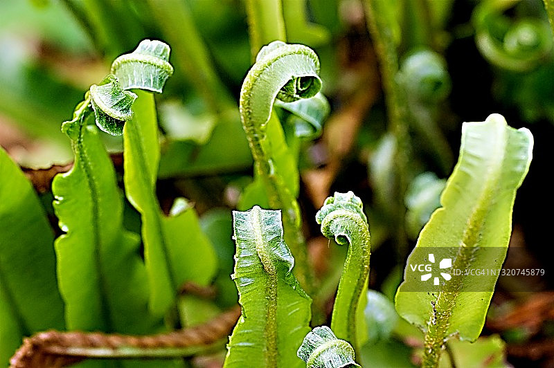 展开的蕨类叶子图片素材