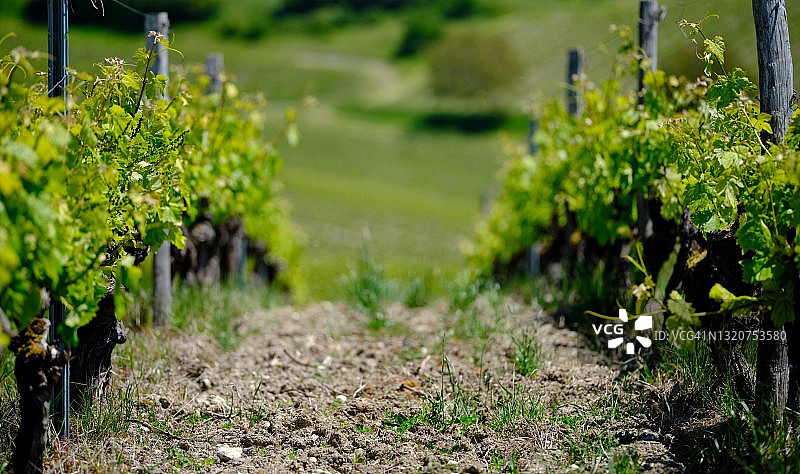 干邑葡萄园的春天图片素材