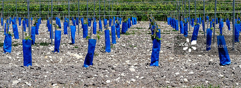 葡萄园防护图片素材