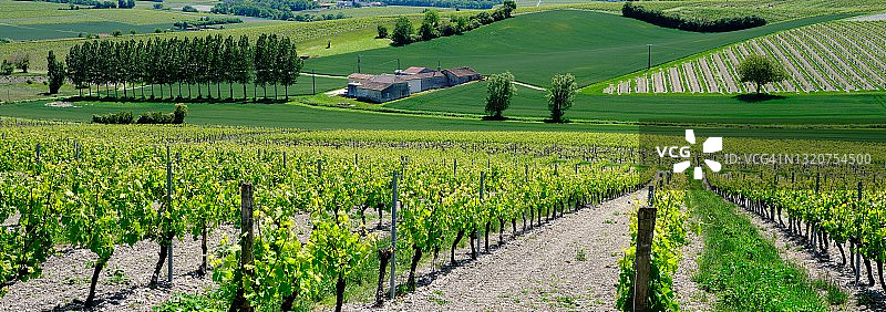 干邑葡萄园的春季景观图片素材