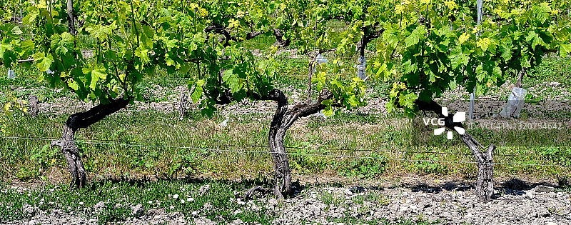 葡萄藤生长图片素材