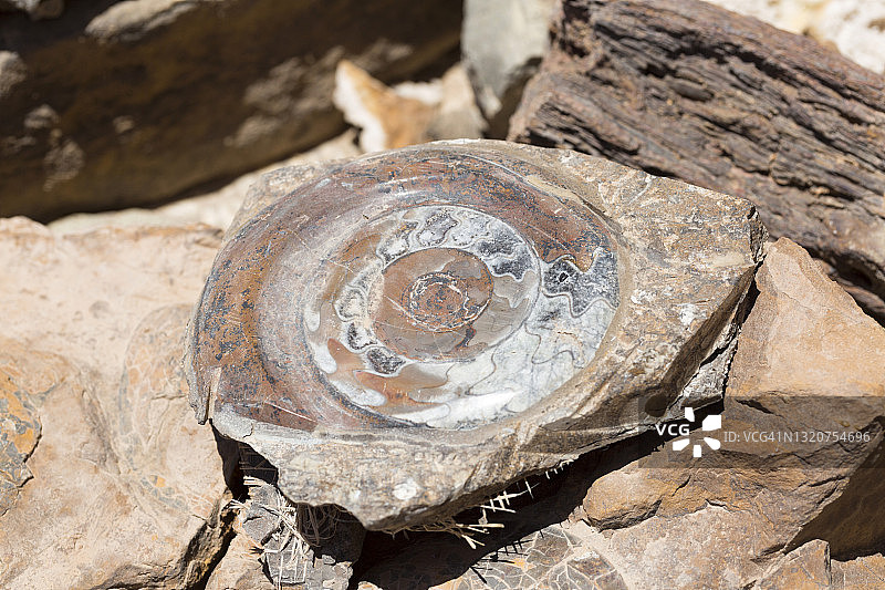 摩洛哥，艾尔富德化石图片素材