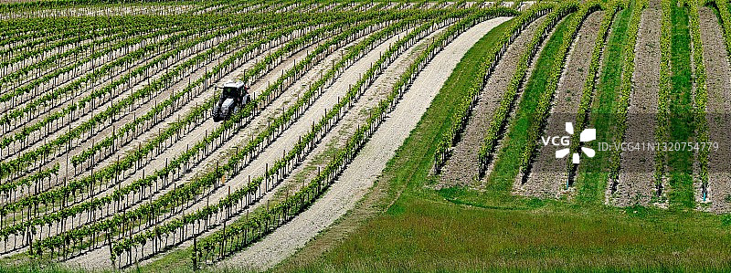 农民在葡萄园里工作图片素材