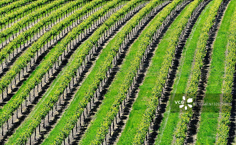 干邑葡萄园图片素材
