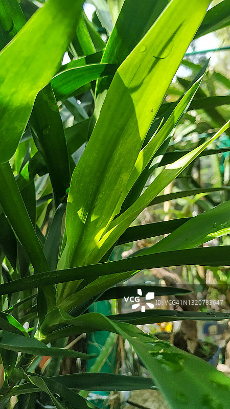 细叶龙血树特写图片素材