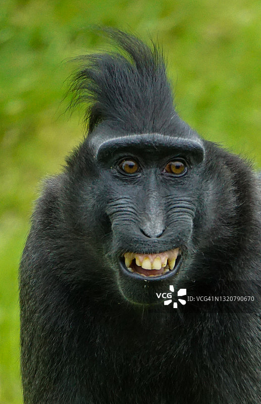 猴子滑稽面部表情图片素材