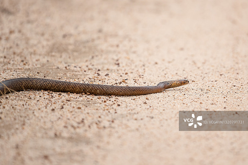 蛇过马路图片素材