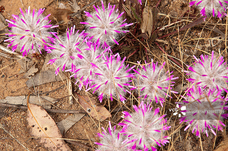 窄叶Mulla Mulla图片素材