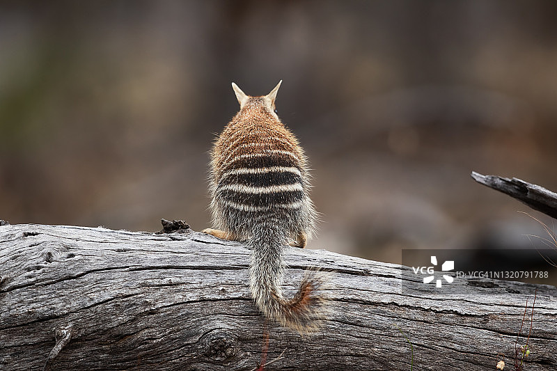 袋食蚁兽图片素材