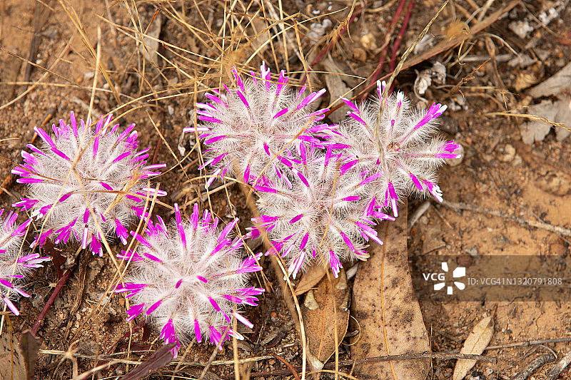 窄叶Mulla Mulla图片素材