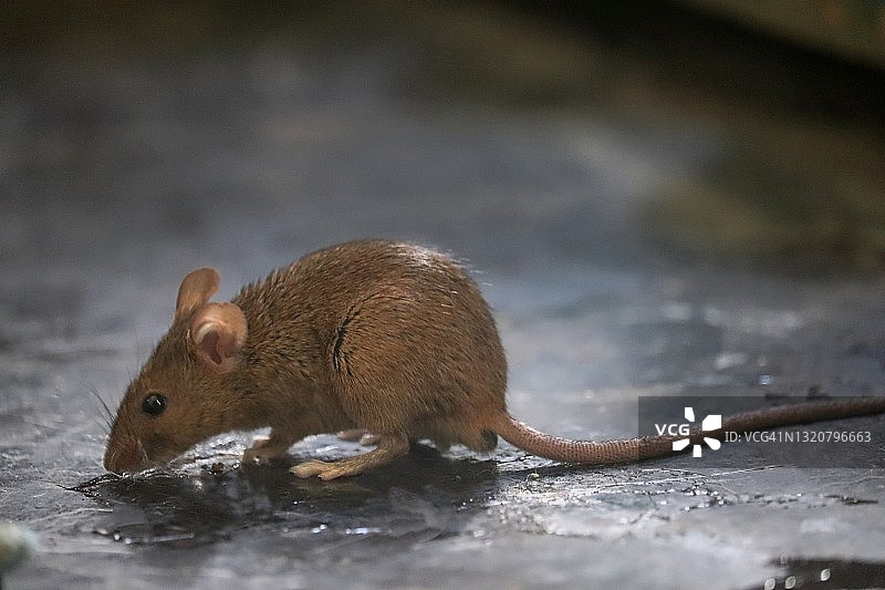 棕色老鼠/啮齿动物特写图片素材