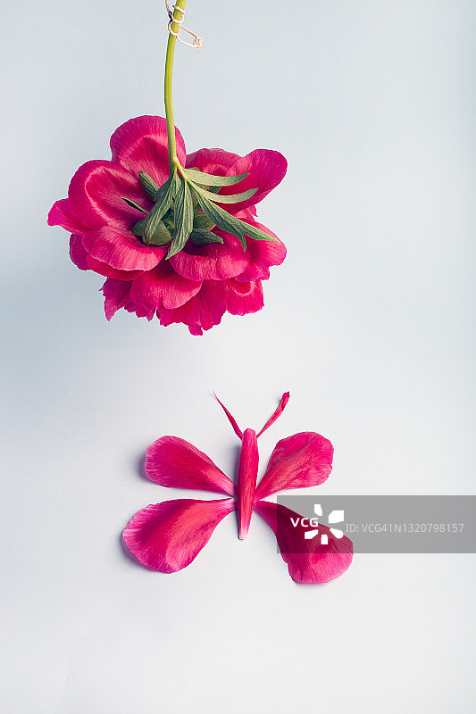 花瓣艺术图片素材