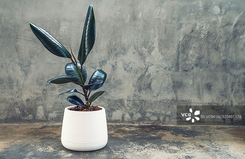 白色陶瓷花盆中的橡皮树，灰色背景图片素材
