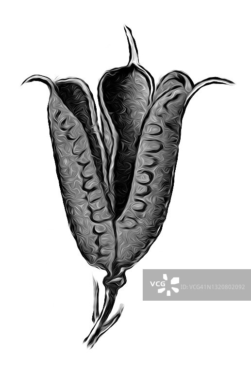 乌头（有毒植物）的旧版画插图图片素材