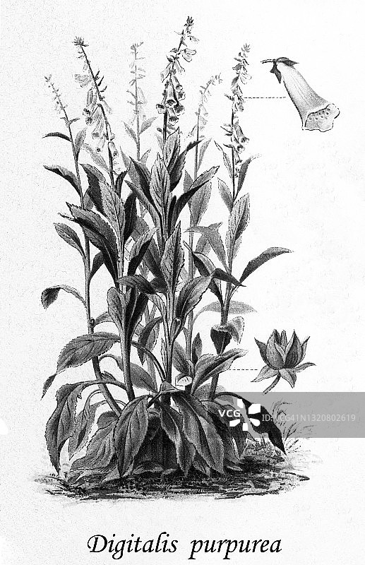 毛地黄古版插画图片素材