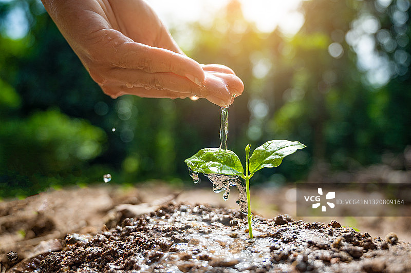 手中拿着树苗。散景绿色背景，女性的手在自然田野草地上握着树，森林保护概念图片素材
