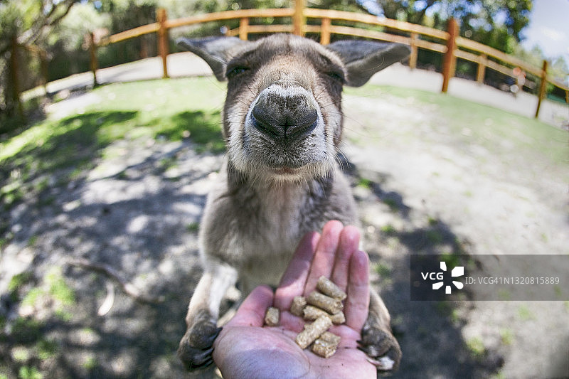 袋鼠从手中吃食物的特写镜头图片素材