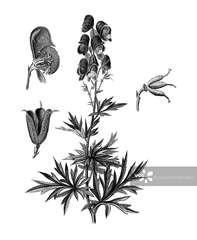 乌头（有毒植物）的旧版画插图图片素材