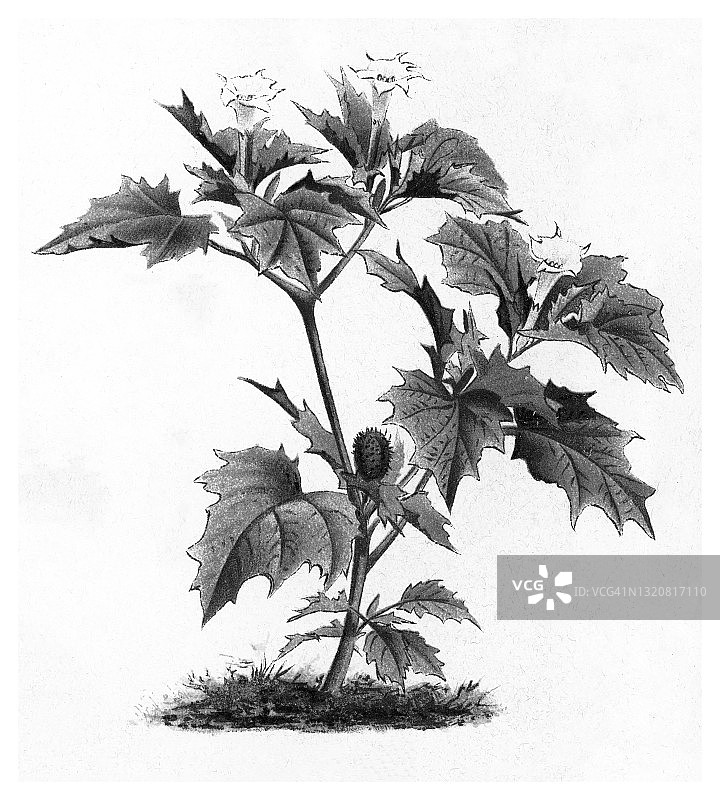 曼陀罗老式雕刻插图图片素材