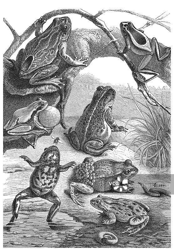青蛙的古老雕刻插图图片素材