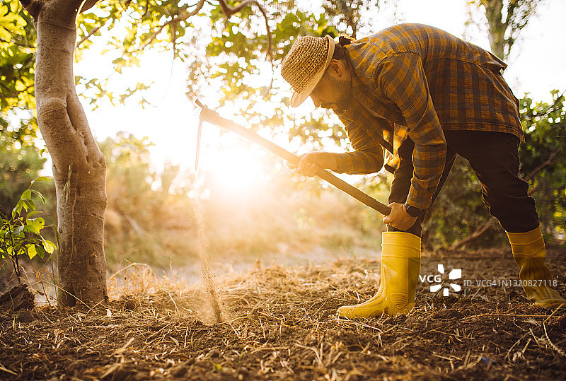 年轻农民在农田里种植蔬菜图片素材