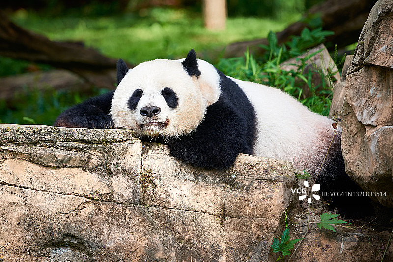 放松的熊猫图片素材