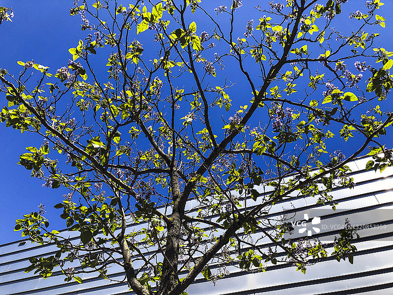 泡桐树的顶部图片素材