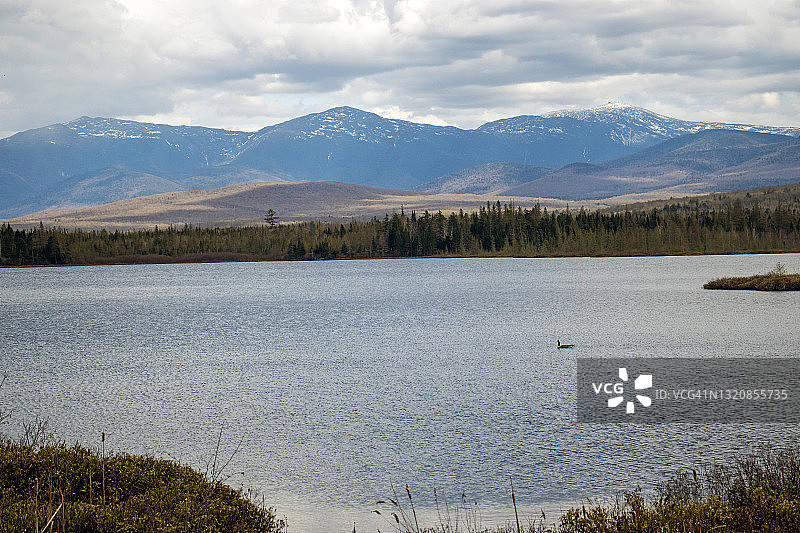 本地治里或白山国家森林公园樱桃池塘中的鹅图片素材