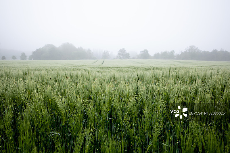 户外雾景，草地、稻田、麦田或大麦农田上的雾气，绿色背景，稻田生长图片素材