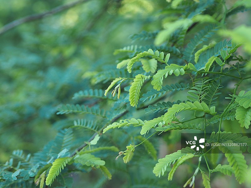 树上嫩绿的罗望子叶图片素材