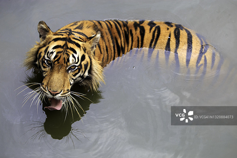 苏门答腊虎在水中游泳图片素材