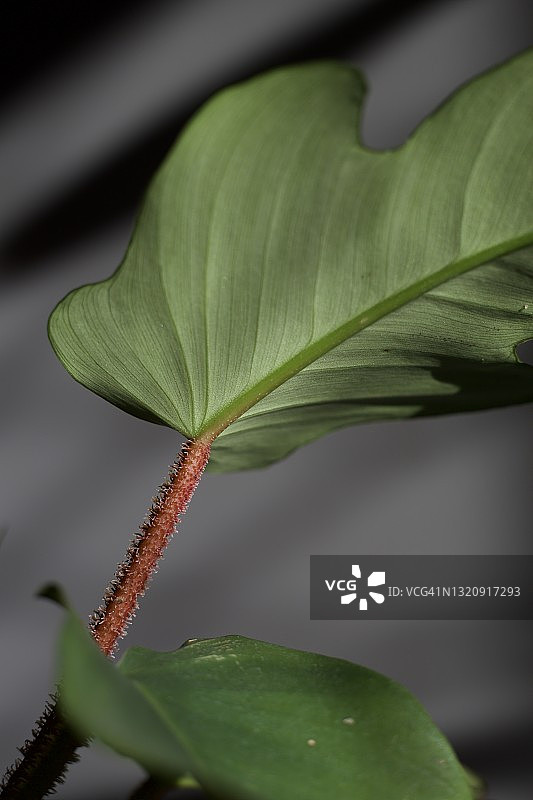琴叶喜林芋室内植物图片素材