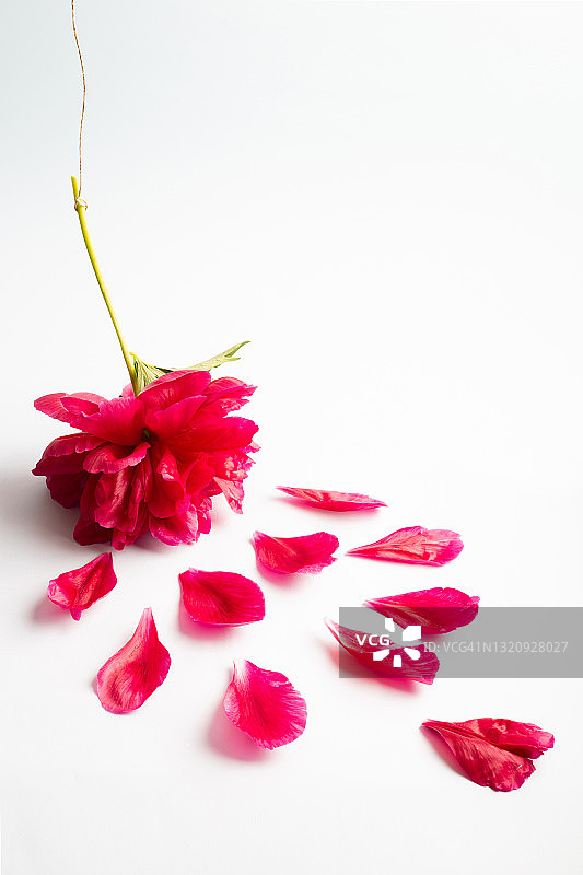 红色牡丹图片素材