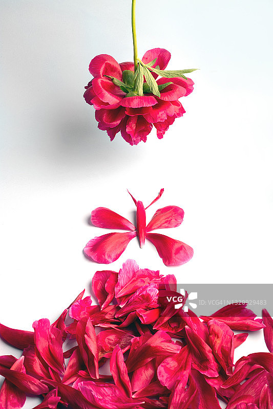 花瓣艺术图片素材