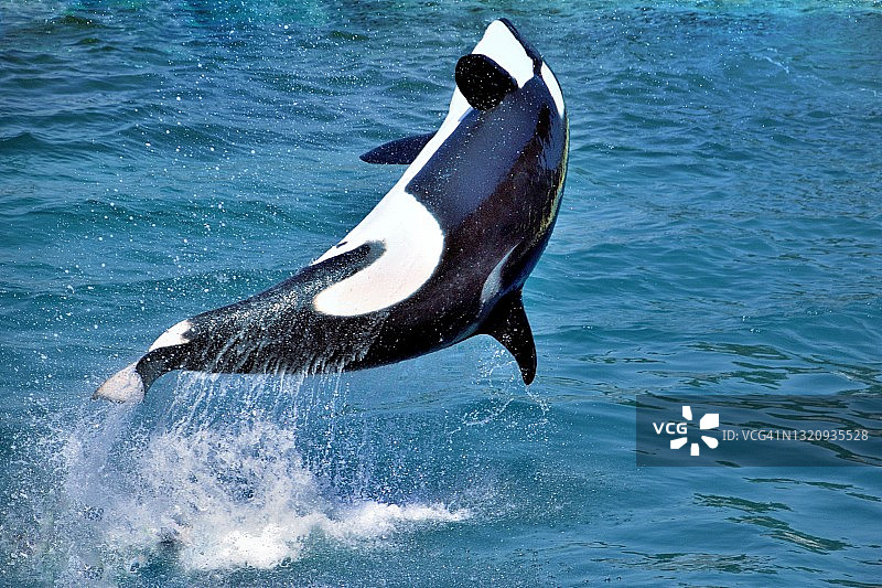 虎鲸跃出水面图片素材