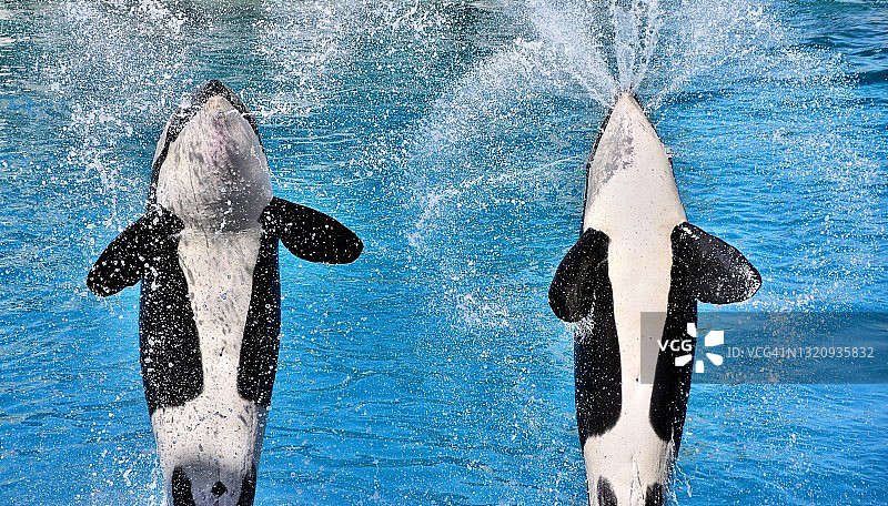 虎鲸跃出水面图片素材